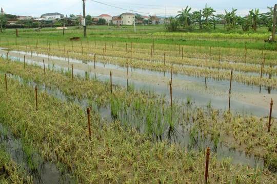 Nghệ An: Hàng nghìn ha rau màu mất trắng do ngập lụt 