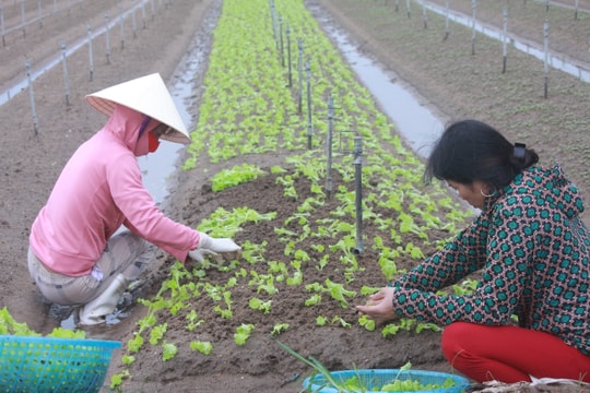 Nông dân Quỳnh Lưu khắc phục ảnh hưởng mưa lũ sản xuất vụ mới