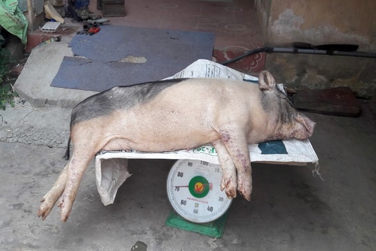 Dịch tả lợn châu Phi tái phát tại 13 xã của huyện Diễn Châu 