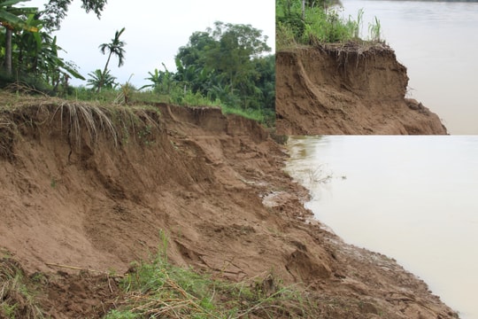 Nghệ An: Sau mưa bão, nhiều bờ sông sạt lở nghiêm trọng