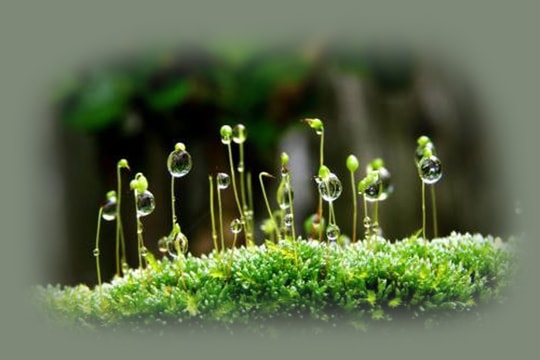 Nơi bình yên nở hoa