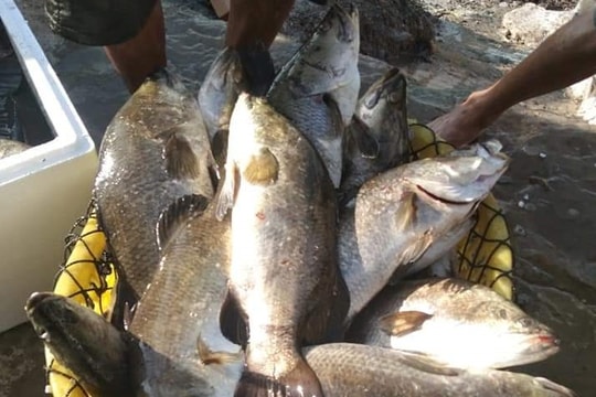 Hàng trăm tấn cá đặc sản của Nghệ An 'tắc' đầu ra