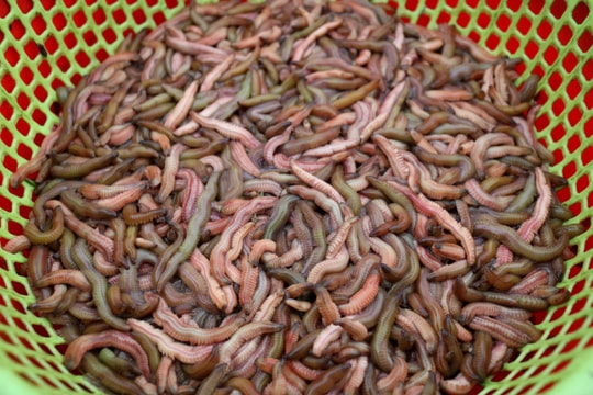 Mùa rươi sớm trên sông Lam