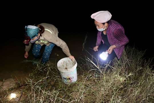 Thâu đêm săn cáy trên sông Lam