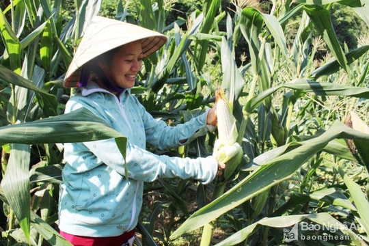 Nghệ An: 14 địa phương được hỗ trợ mua giống cây trồng vụ đông