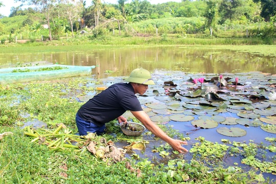 Nông dân Anh Sơn nhân rộng mô hình nuôi ốc bươu đen