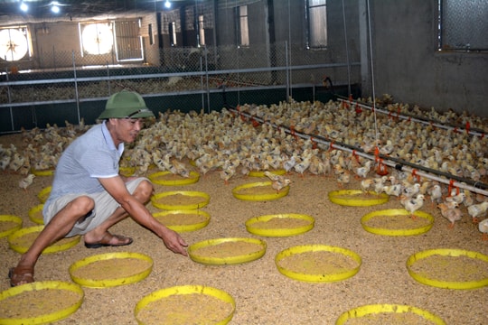 Nông dân Nghệ An tập trung tái đàn cung ứng thị trường Tết 