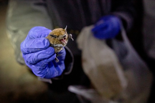 Có thể xuất hiện virus mới SARS-CoV-3