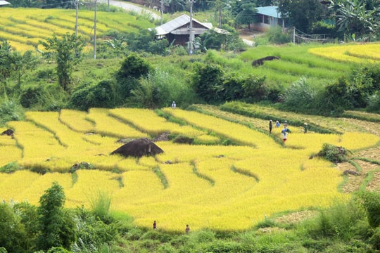 Rẻo cao Nghệ An thu hoạch lúa tránh bão số 7