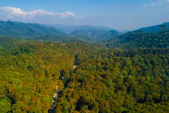 Nghệ An đẩy mạnh phát triển rừng nguyên liệu