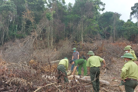 Điều tra vụ phá rừng tự nhiên ở huyện Tân Kỳ