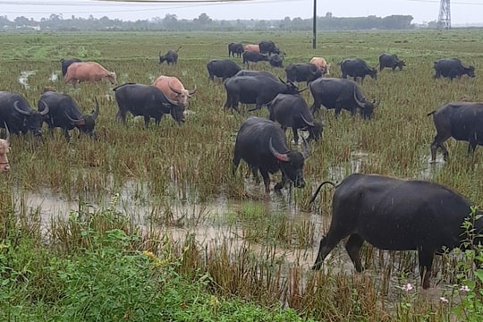 Người dân Nghệ An đầu tư tiền tỷ vỗ béo trâu trên cánh đồng bỏ không