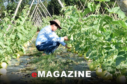 Phát triển hợp tác xã gắn với xây dựng nông thôn mới: