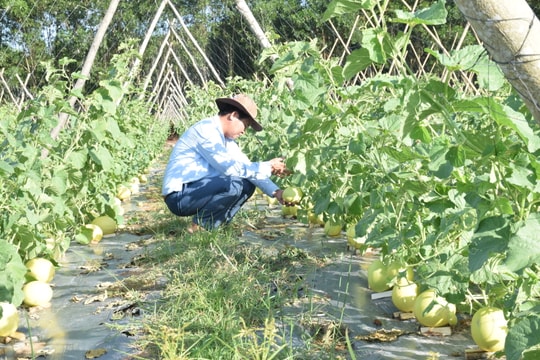 Nghệ An có 196 hợp tác xã liên kết tiêu thụ sản phẩm nông nghiệp