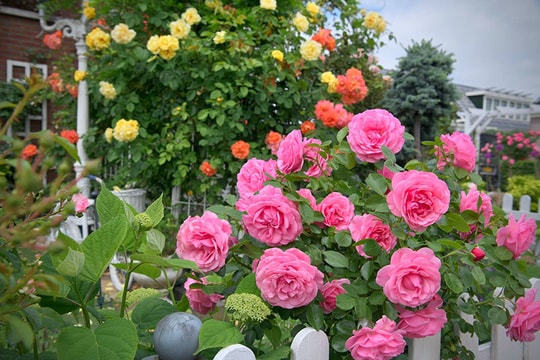 Những lời chúc ngày 20/10 ngọt ngào, lãng mạn 