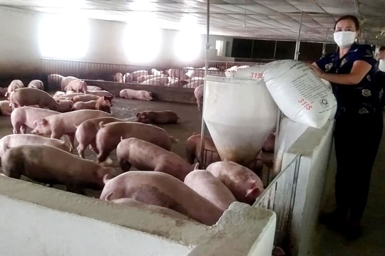 Giá lợn hơi còn duy trì mức thấp từ nay cho tới Tết Nguyên đán