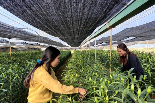 Sợ 'tắc' đầu ra, nông dân Nghệ An giảm diện tích hoa Tết