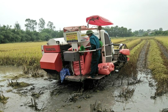 Gặt lúa, cắt cỏ giúp nông dân vùng phong tỏa ở Nghệ An