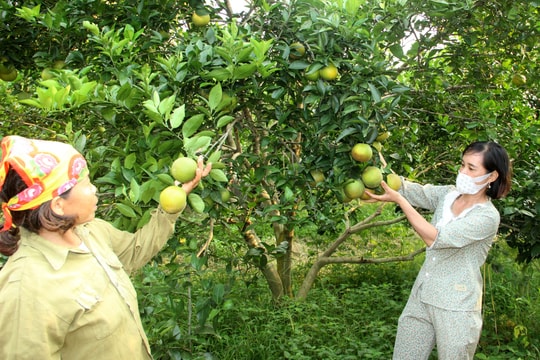  Bán giá 5.000 đồng/kg tại 'thủ phủ' Cam Vinh vẫn 'ứ hàng'