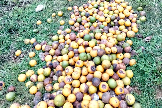 Đi tìm nguyên nhân cam Nghệ An rụng quả hàng loạt