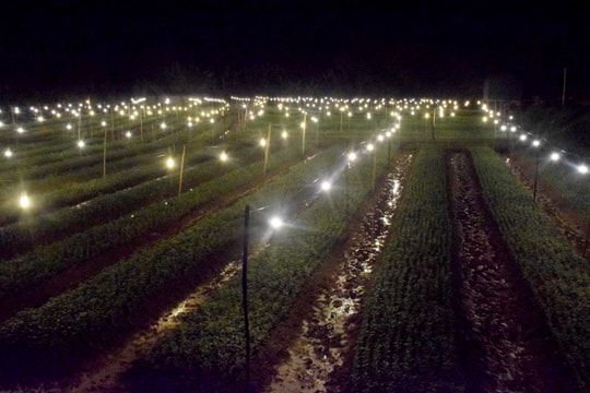 Làng hoa Nghệ An chong đèn chờ Tết