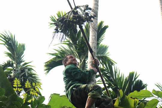 Chênh vênh nghề trèo cau