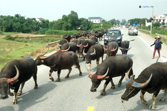 Hệ lụy từ trâu bò thả rông trên đường N5 và D4