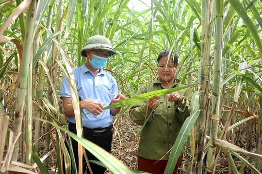 Công  ty CP Mía  đường Sông Con 'bắt tay' hiệu quả với nông dân