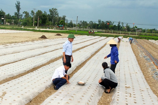 Các địa phương cần sớm xây dựng kế hoạch sản xuất vụ đông xuân