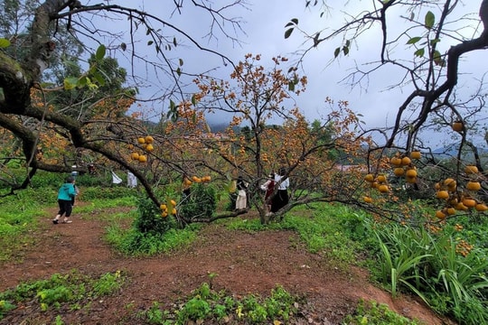  Tuyệt đẹp những vườn hồng 'Nông thôn mới' ở Nam Đàn quê Bác