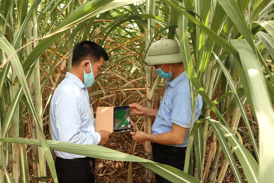 'Nhà' doanh nghiệp chú trọng hỗ trợ 'nhà nông' phát triển nghề trồng mía 