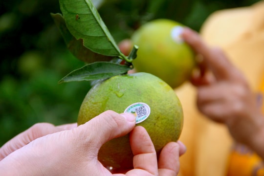 18.000 tấn cam Vinh sẽ được dán tem truy xuất nguồn gốc