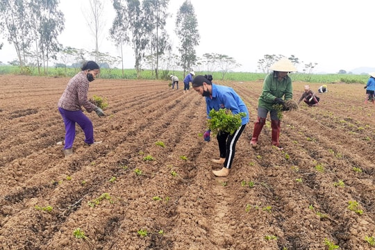Nông dân Thanh Chương trồng hàng chục héc-ta bạc hà nguyên liệu