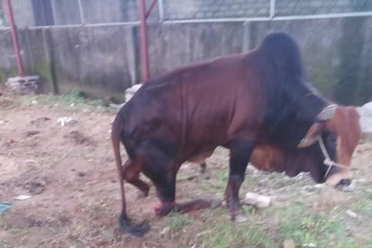 Xót xa đàn bò 5 con của người dân Nghệ An bị kẻ gian chặt đứt chân