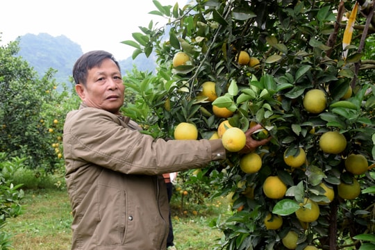 Mãn nhãn với trại cam ông Biên ở huyện lúa Yên Thành
