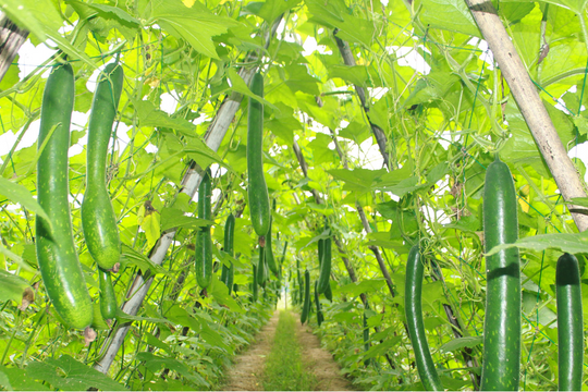 Niềm vui trên những cánh đồng bí xanh sớm ở Anh Sơn