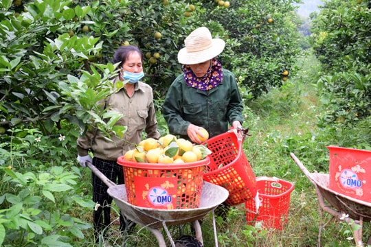 Nghệ An 'cứu' vườn cam thoái hóa sớm