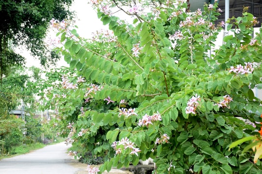 Cung đường ngập sắc hoa ban hiếm có ở quê lúa Yên Thành