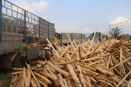 Keo rớt giá, nông dân Nghệ An vẫn chấp nhận thu hoạch non