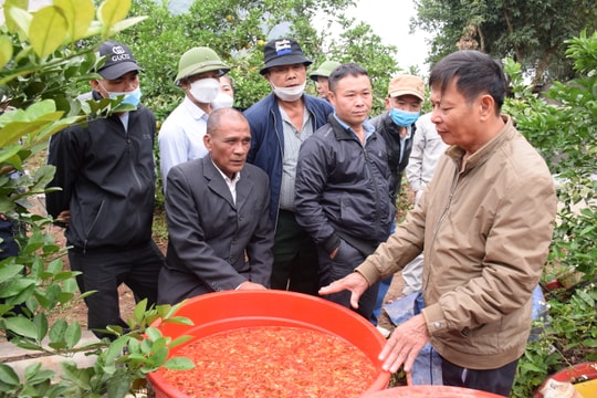 Nông dân tự chế thuốc trừ sâu sinh học thảo mộc mang lại hiệu quả kép