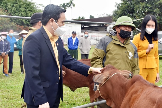 Trao 60 con bê giống cho các hộ nghèo ở Đô Lương, Thanh Chương, Hưng Nguyên