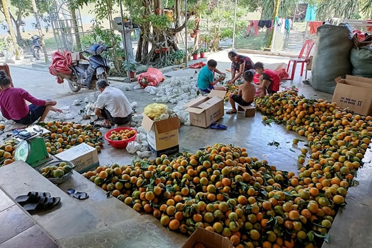 Đẩy mạnh kết nối tiêu thụ 51.000 tấn cam Vinh