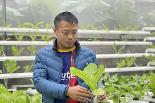Mô hình trồng rau không cần đất đầu tiên ở huyện Quỳnh Lưu