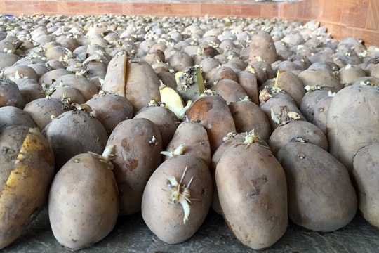 Mô hình trồng khoai tây vụ đông đầu tiên ở huyện Tân Kỳ