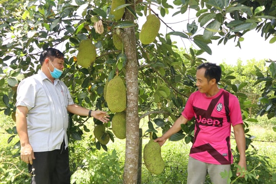 Nâng cao hiệu quả tập huấn, đào tạo khuyến nông ở Nghệ An