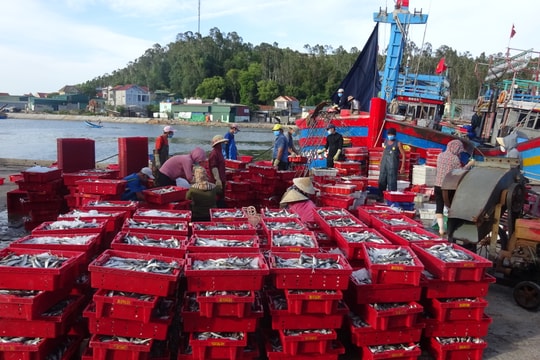 Ngư dân Nghệ An vào mùa khai thác vụ cá Bắc