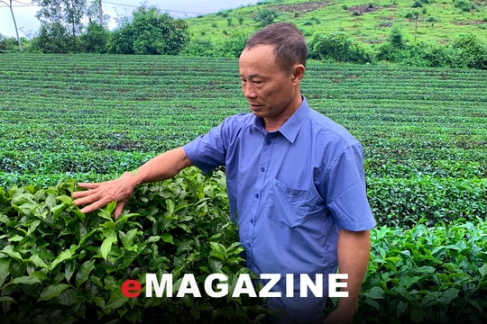 Người đánh thức tiềm năng một vùng chè