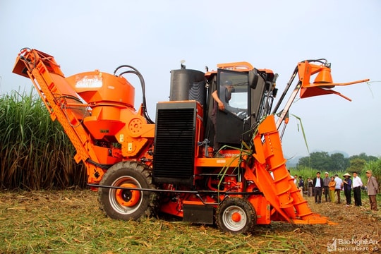 Công ty CP Mía đường Sông Con mua mía giá cao cho nông dân