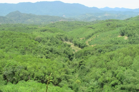 Phát triển kinh tế rừng: Hướng thoát nghèo bền vững ở Con Cuông