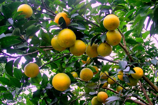 Nhiều đặc sản Nghệ An tham gia kết nối cung - cầu hàng hóa tại Thành phố Hồ Chí Minh